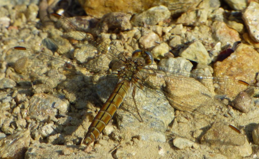 Orthetrum brunneum